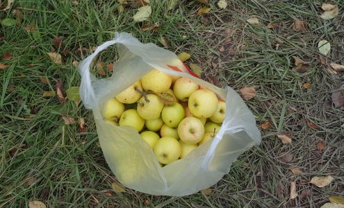 Oneida Nation Apple Orchard Hobart