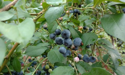 Angel Oak Nursery & Mulch LLC