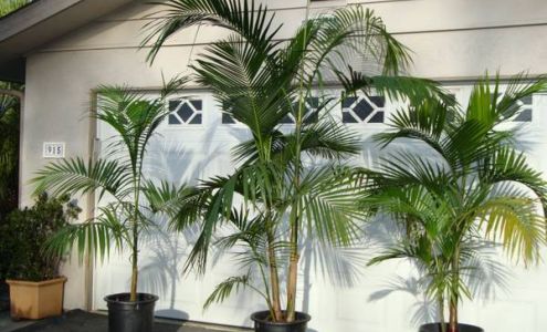 Discovery Island Palms