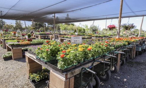 Delta Tree Farms Inc