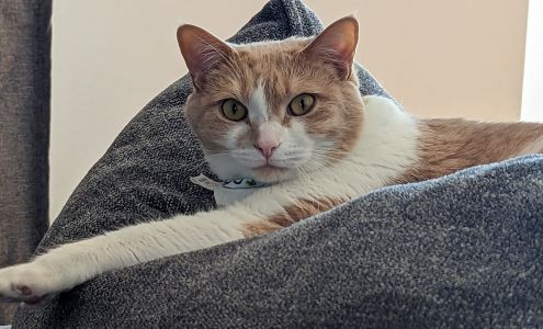 Friends of Companion Animals