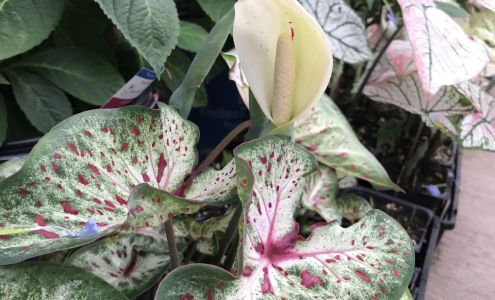 Davison's Nursery Inc