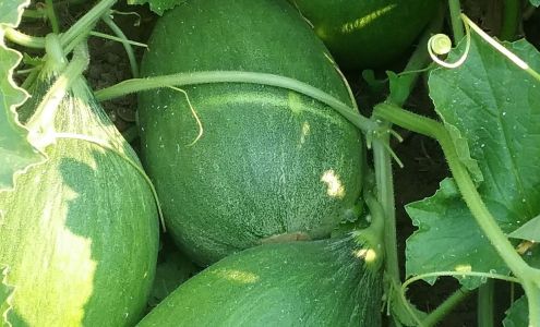 California Color Growers LLC