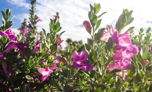 Serrano Nursery and Landcape INC