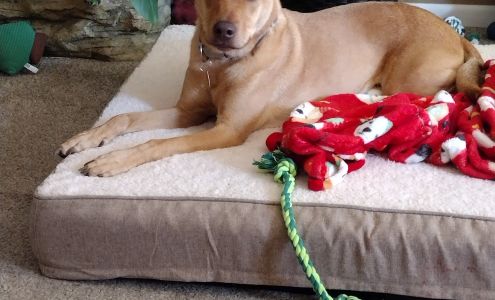 NOCO Humane (formerly Humane Society of Weld County)