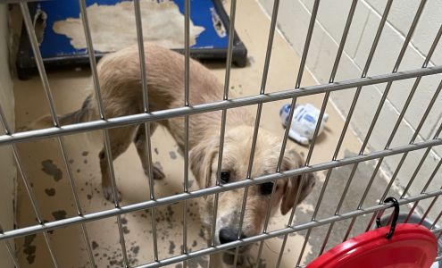 Tuscaloosa Metro Animal Shelter