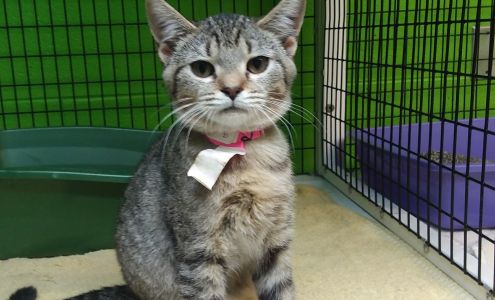 Prattville/Autauga Humane Society