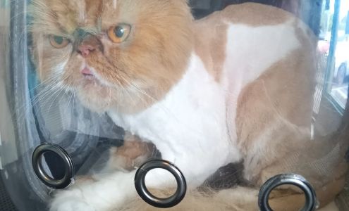 Puff & Fluff Grooming - Uptown