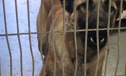 Humane Society of Yuma