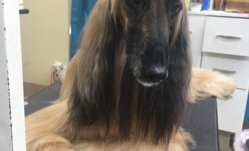 Green Bulldog Dog Wash and Spa