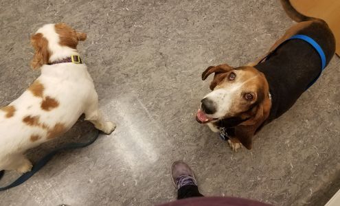 Central Animal Hospital