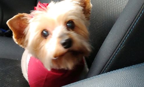 Pretty Pets Grooming