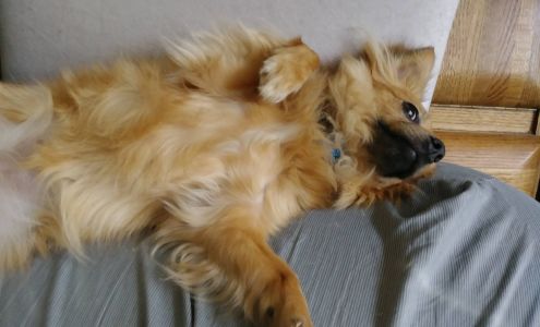 PAWS (Pet Animal Welfare Society, Inc.)