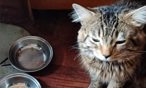 Danbury Animal Welfare Society