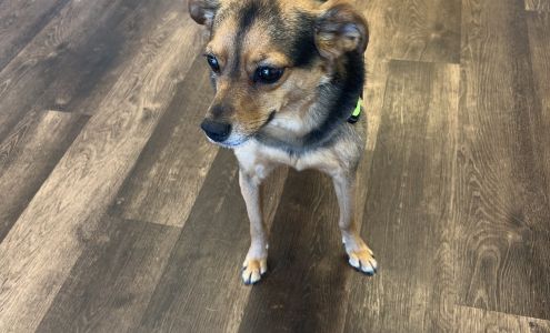 Animal House Grooming, LLC