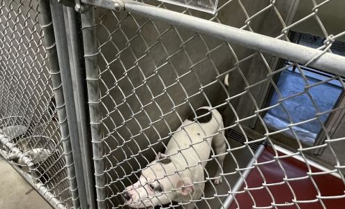 Tallahassee Animal Services