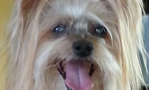 Kimberly's Pet Grooming