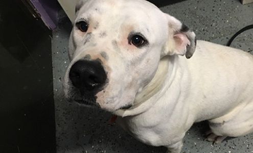 Pensacola Humane Society