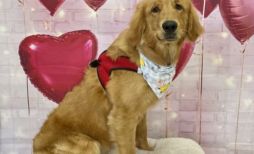 Hachi Dog Grooming and Boutique