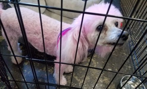 Hot Dogs Cool Cats Pet Boutique