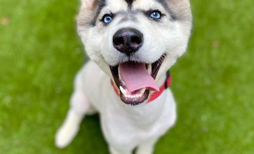 Puppy Haven - Chastain