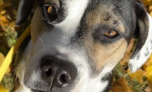 Almost Home Foundation