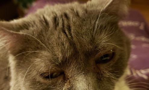 Animal Protective League