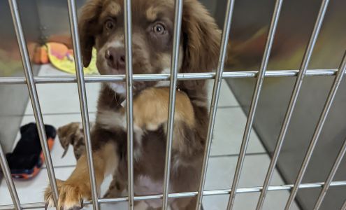 Humane Society of Central Illinois