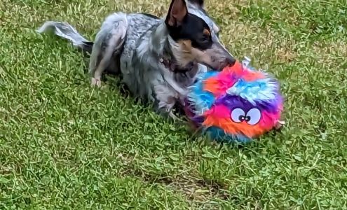 Danville Area Humane Society