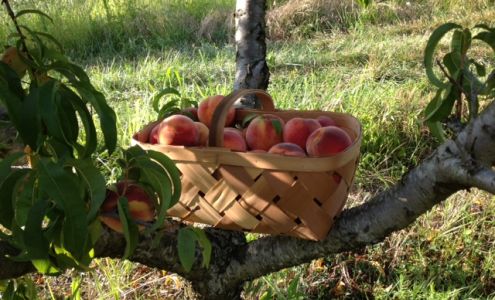 Pratt's Orchard & Garden Center