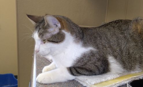 Quincy Humane Society