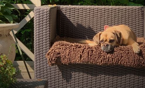 Rub A Dub Dub Dog Grooming and Spa