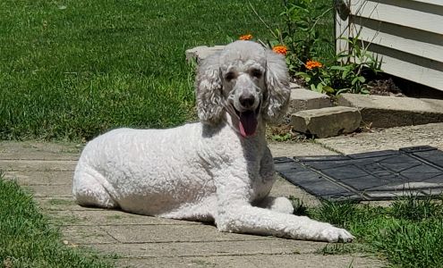 Pink Poodle Pet Spa & Boutique The