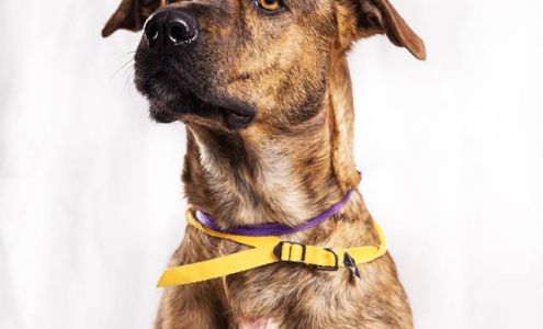 Humane Society of St. Joseph County