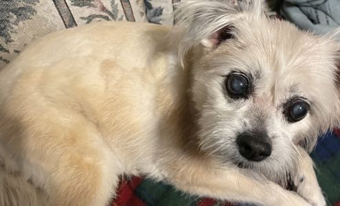 For Pets Sake Pet Grooming