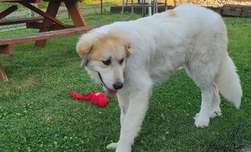 Henry County Humane Society