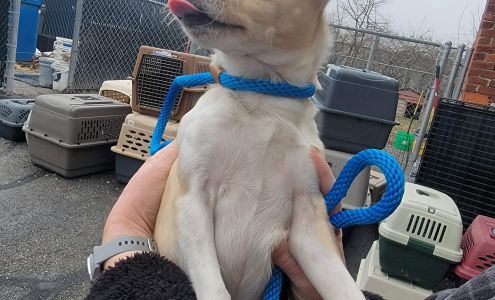 Southside Animal Shelter