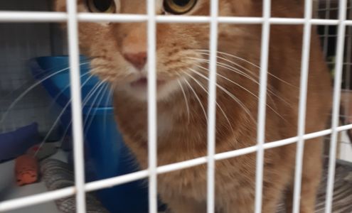 Animal Protection Association