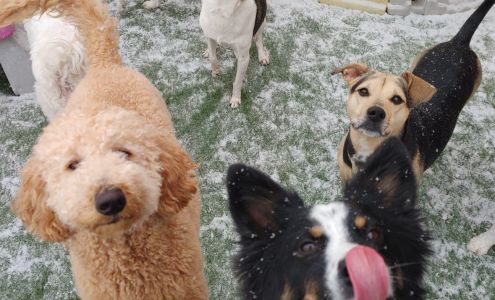 Lucky Dog Luxury Daycare & Boarding