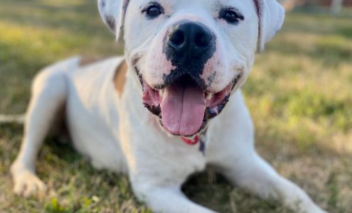 Animal Lifeline of Iowa