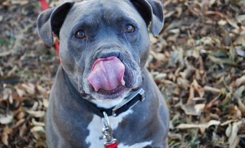 Caring Hands Humane Society