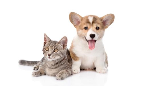 Lucky-3 Dog & Cat Grooming