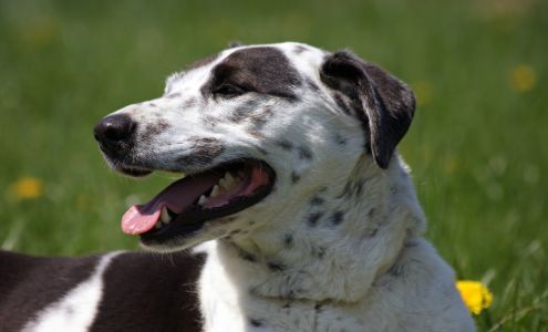 Academy Animal Hospital