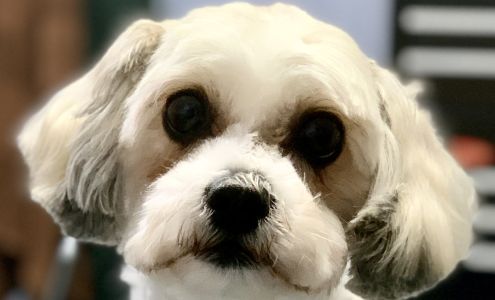 Dany's Grooming - Pet Stylist Montgomery Village