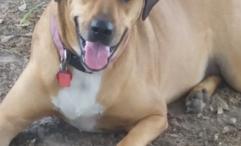 Calcasieu Parish Police Jury Animal Services And Adoption Center