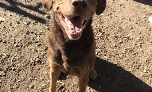 Wintergreen Kennels Southampton