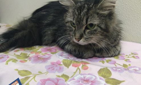 The Humane Society & Shelter SouthCoast