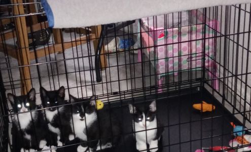 Michigan Anti-Cruelty Society