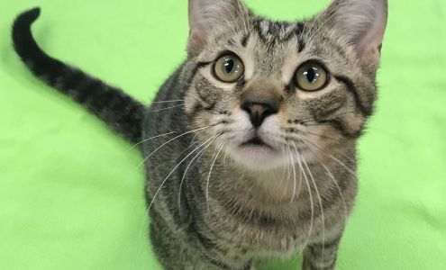 Humane Society of South Central Michigan