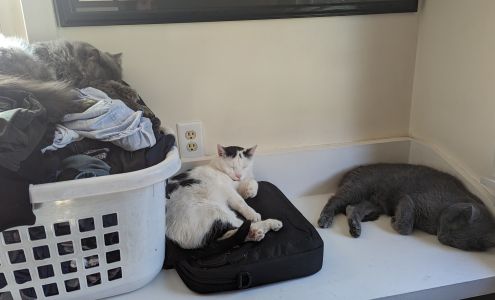 Humane Society of Bay County